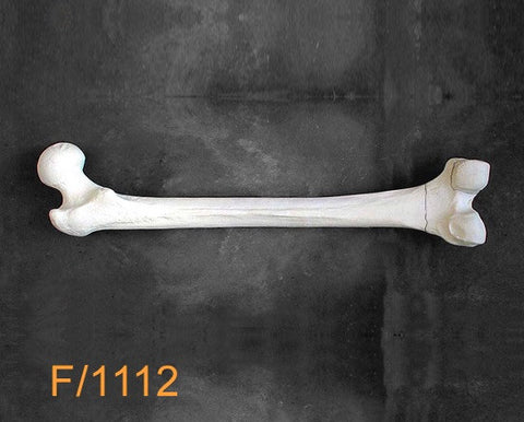Femur Large Left distal transverse fracture F1112