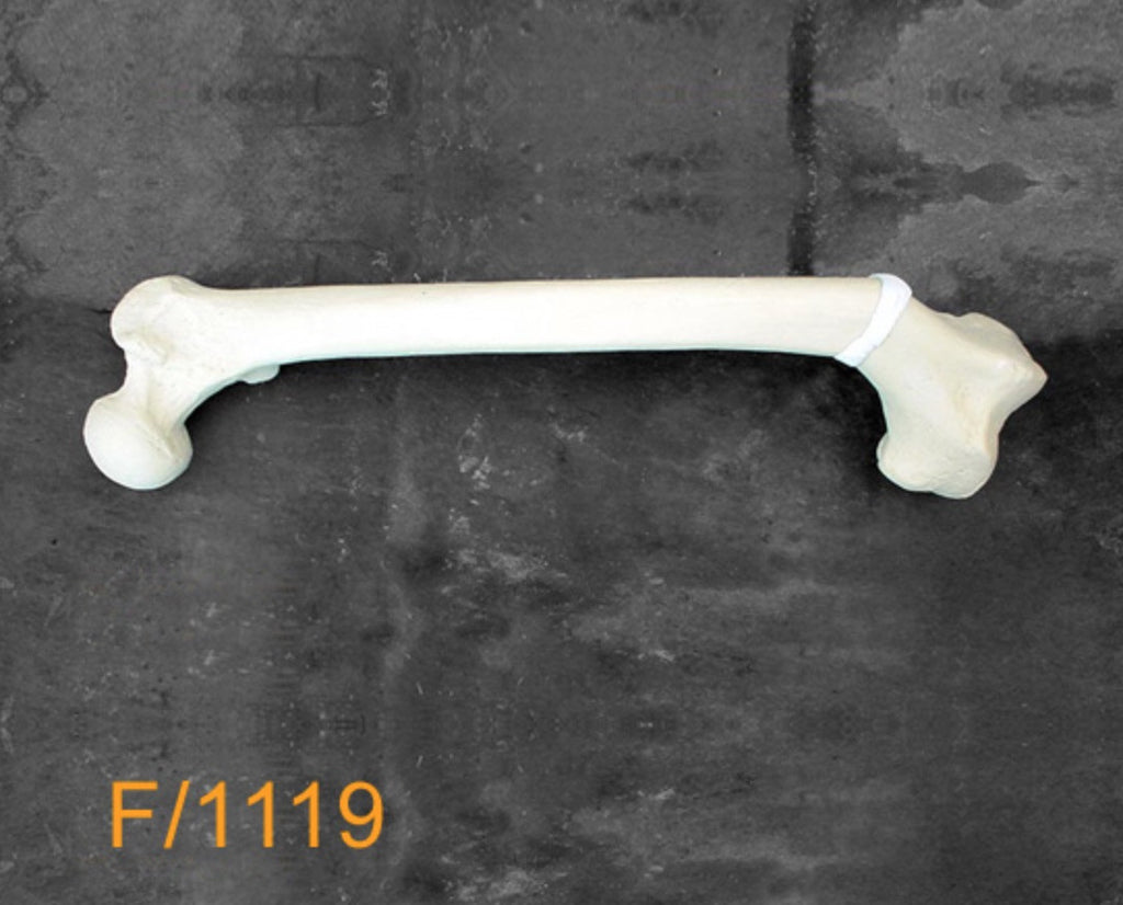 Femur Medium Left mediial rotatiion & angulation F1119
