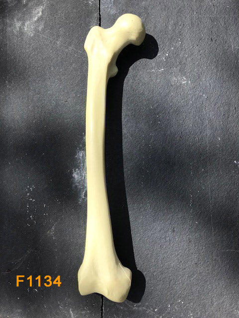 Right Femur F1134
