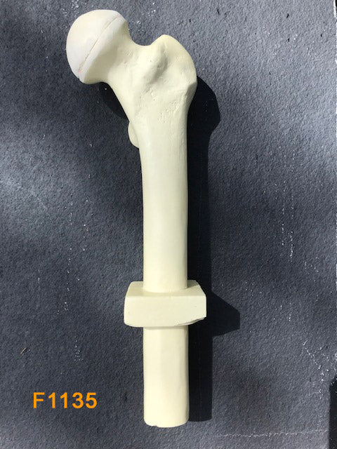 Proximal Femur Left F1135