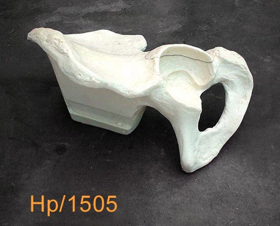 Hemi Pelvis Large. HP1505