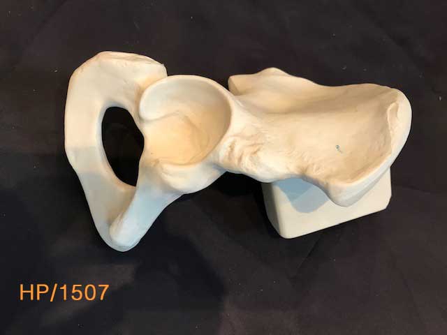 Hemi Pelvis (Large) HP/1507