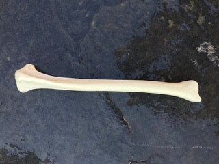Canine Tibia