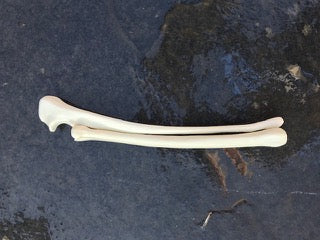 Canine Ulna/ Radius