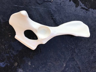 Canine Hemi Pelvis
