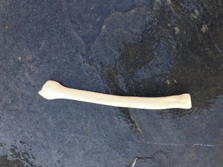Canine Radius