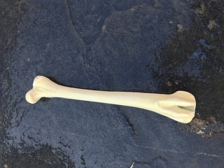 Canine Femur
