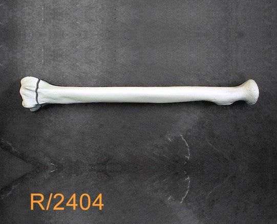 Radius Large Left with distal fracture R2404