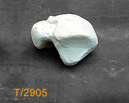 Talus - Large Left. T2905