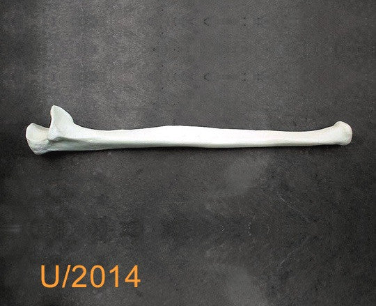 Ulna Large Left. U2014