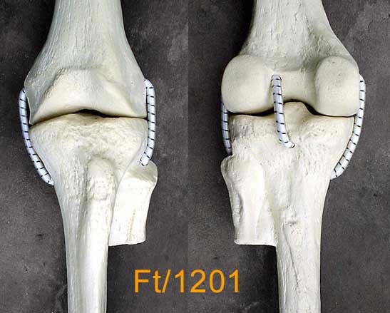 Knee Medium Left with 3 stretch cord ligaments FT1201