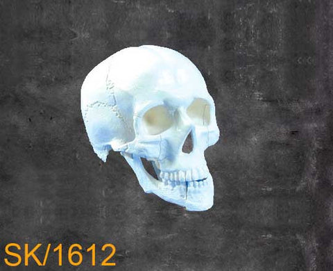 Full Skull – With Mandible with multible fractures SK1612
