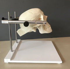 Skull Holder SK1608
