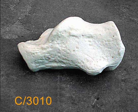 Calcaneus  Large Left. C3010