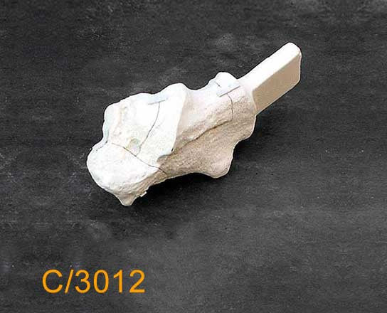 Calcaneus Large Left – With 4-part fracture and attachment block C3012