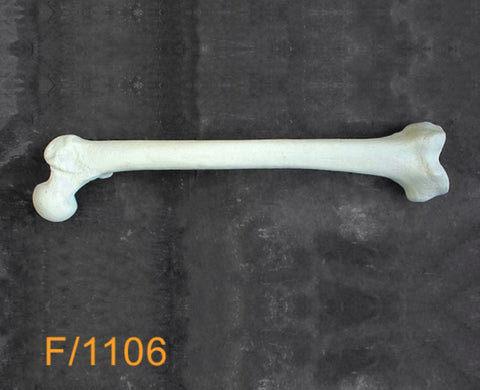 Femur Large Left 12mm canal F1106