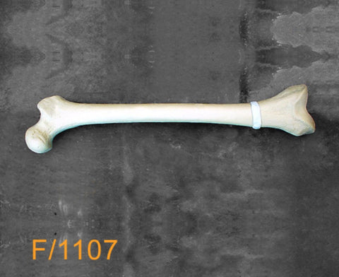 Femur Medium Left. distal varus deformity F1107