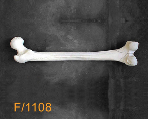 Femur Large Left. T fracture F1108