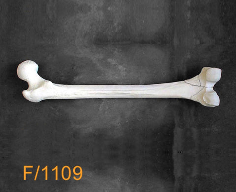 Femur Large Left. multible fractures F1109