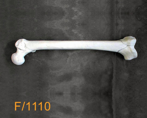 Femur Large Left. Y fracture F1110