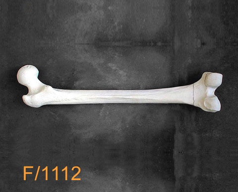 Femur Large Left distal transverse fracture F1112