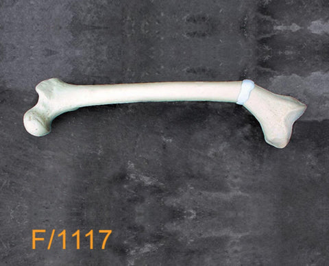 Femur Medium Left distal valgus deformity F1117