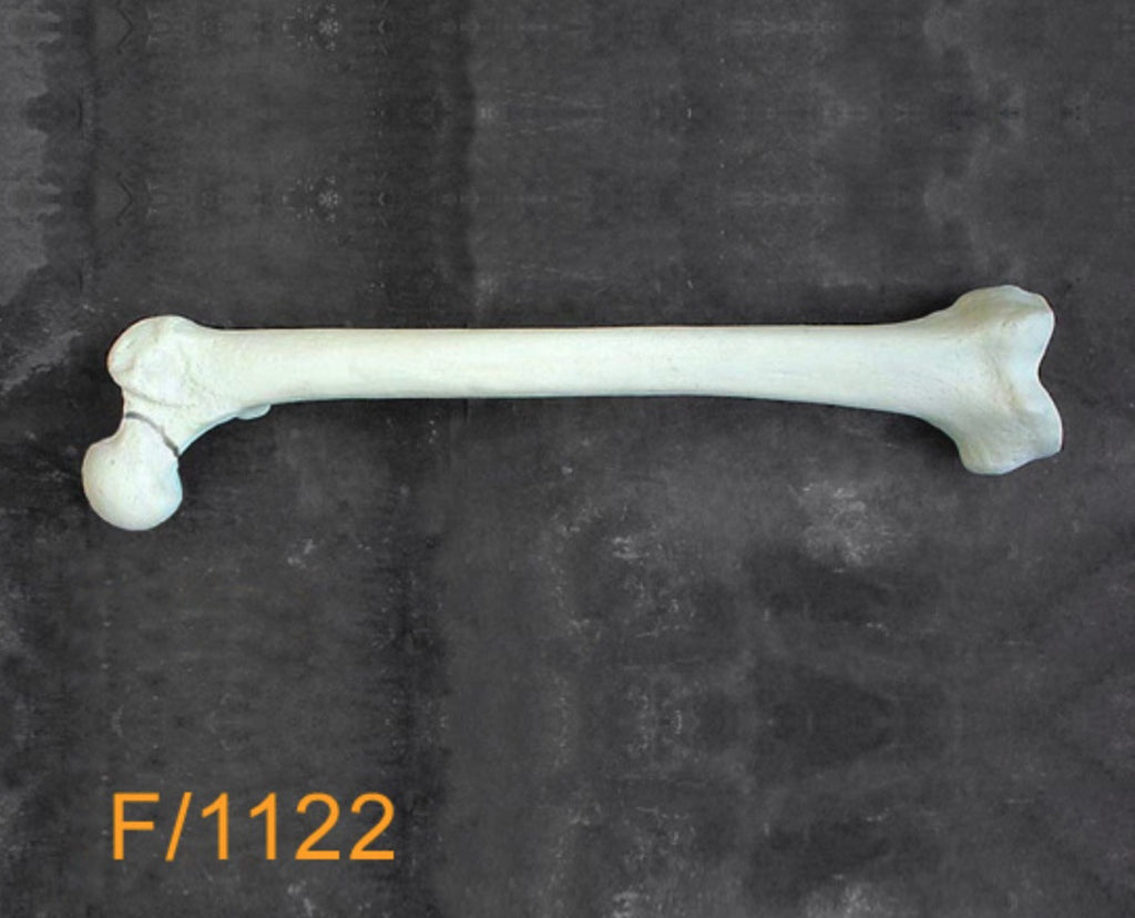 Femur Large Left neck fracture F1122