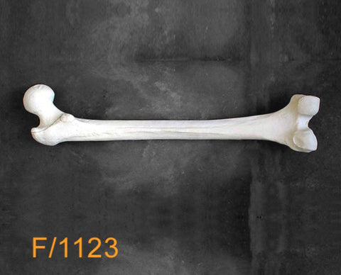 Femur Large Left Interrochanteric fracture F1123