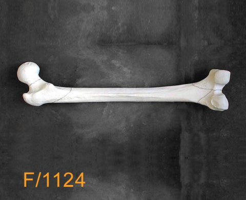 Femur Large Left. 3 part neck fracture F1124