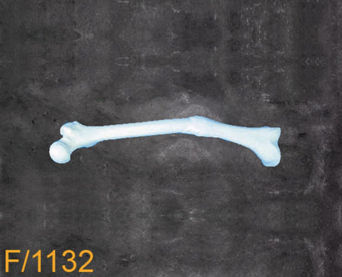 Femur Large Left medial rotation F1132