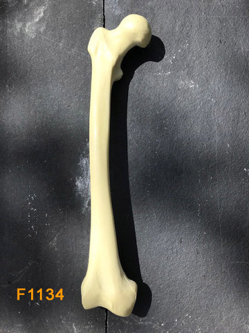 Right Femur F1134