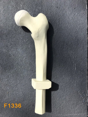 Proximal Femur Right Length 30cm - F1136