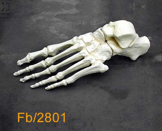 Foot white P.U.  FB2801