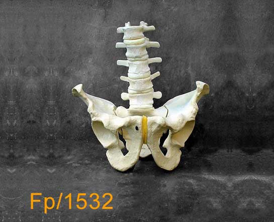 Full Pelvis - Large with lumbar spine FP1532