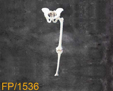 Large Left Leg with Pelvis. FP1536