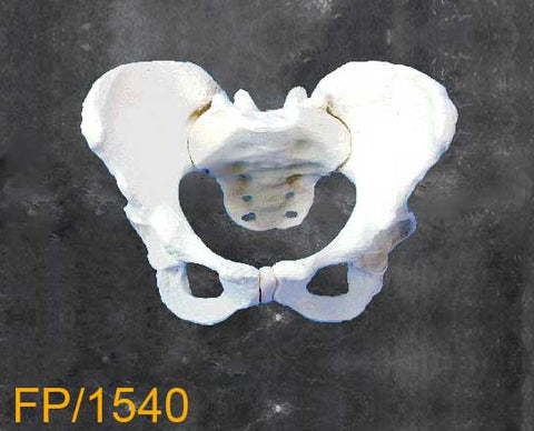 Full Pelvis. FP1540