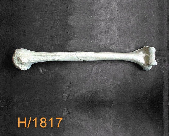 Humerus Large Left with mid-shaft oblique fracture H1817