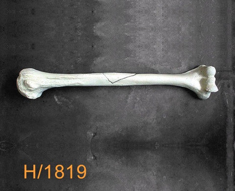 Humerus Large Left with mid-shaft butterfly fracture H1819