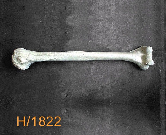 Humerus Large Left with 3-part fracture H1822