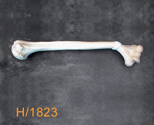 Humerus Large Left with distal varus deformity H1823