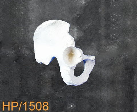 Hemi Pelvis Large right. HP1508