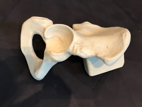Hemi Pelvis Large RIGHT HP1515