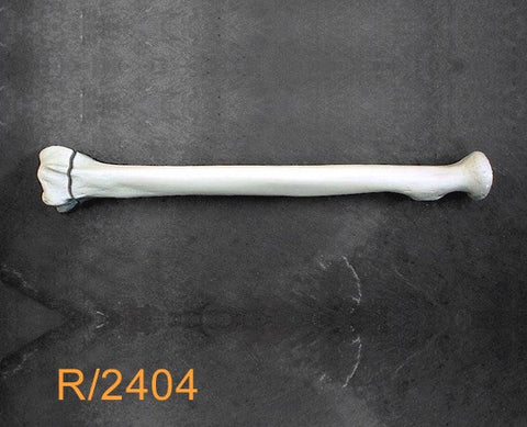 Radius Large Left with distal fracture R2404