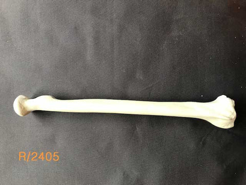 Radius Standard 	R/2405