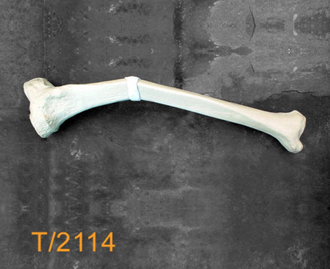 Tibia Large Left Varus procuvatum T2114