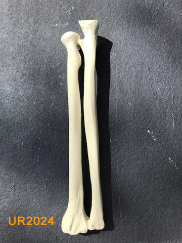 Ulna / Radius Large Left. UR2024