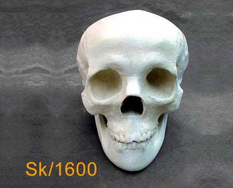 Full Skull - with Mandible    SK1600