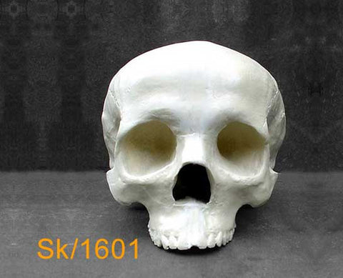 Full Skull - without Mandible SK1601