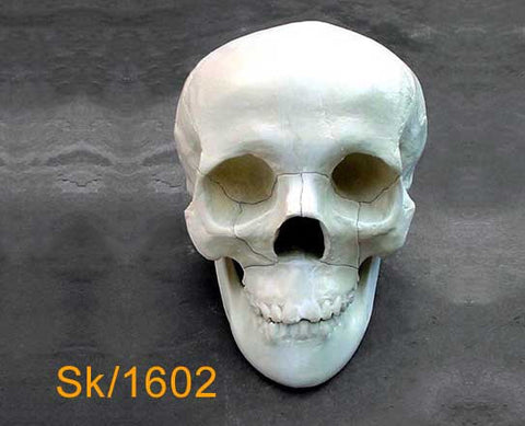 Full Skull – With mandible, mid-face fracture SK1602