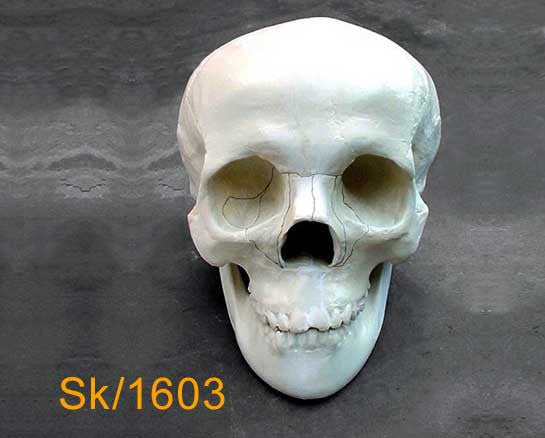 Full Skull – With mandible, naso-orbital-ethmoidal fracture SK1603